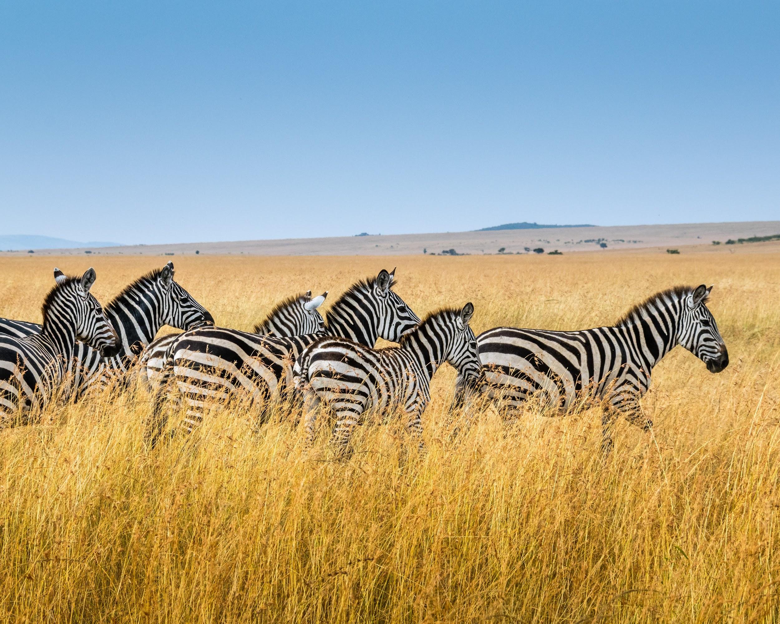 Kenya is famous for its breathtaking nature and biodiversity.